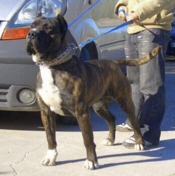 BRONCO DE IRON BULL