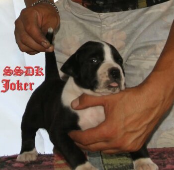 JOKER OF SEVEN SHARKY DINASTY KENNEL