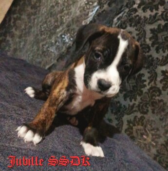 JUBILLE OF SEVEN SHARKY DINASTY KENNEL