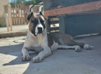E.RENIRA OF SEVEN SHARKY DINASTY KENNEL