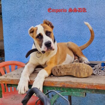 EMPORIO OF SEVEN SHARKY DINASTY KENNEL