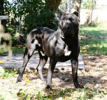 PERP WALK DE CABEZA GRANDE