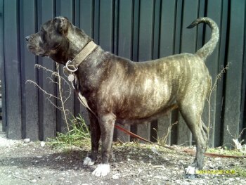 LOLA HAMILTON (FOSTER'S LOLA ZENA)