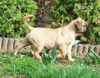 BLANCO GRANCAN DE MOLINERO