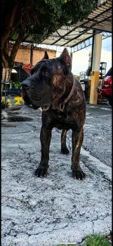 ARES M. R.