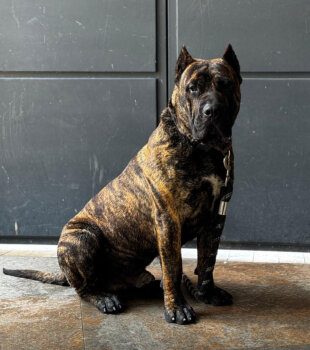 ZEUS M. R.