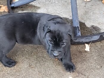 PERRO DE PRESA CANARIO