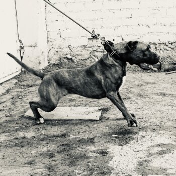 SURI VLASTABANDOG