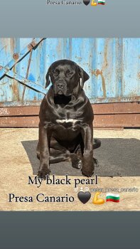 HIMERA PERRO LOCO DE HIERRO