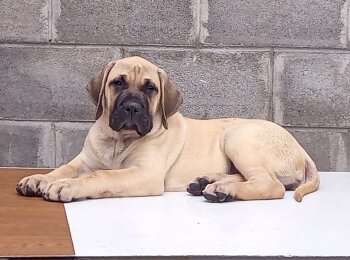 FIONA PERRO LOCO DE HIERRO