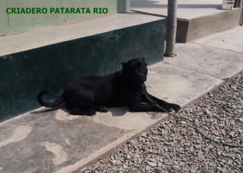 AKIRA DE PATARATA RIO