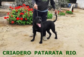 BAGGERA DE PATARATA RIO