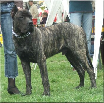 CAMPO DORAMUS