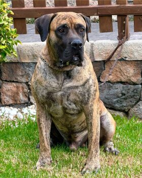 DRAGO II DE GUADALCAN