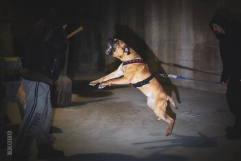 STUBBORN GUARDIAN KERBEROS