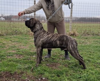 QUINTO PERRO DE POR VIDA
