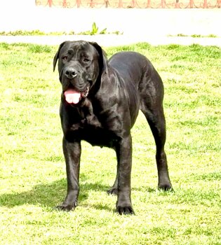 D - ALBA DOG PUR