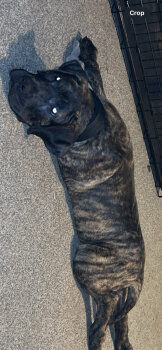 KING VOODOO DE SNOWBULL KENNELS
