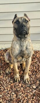 BIGPAWLITTLEPAW DIESEL