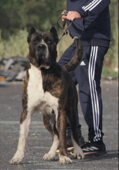 KYRON DE SPARTA WILDBOYZ