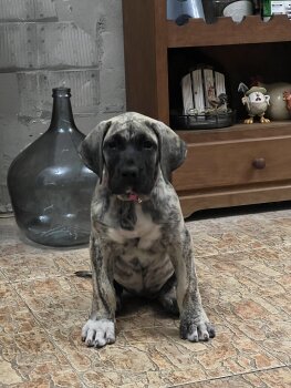 ARYA DA CASA MALLIK