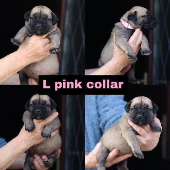 L PINK COLLAR