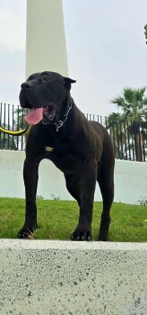 HALLEY PERRO LOCO DE HIERRO