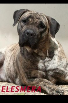 ELLESMERA BALUARTE DE LOS PERROS