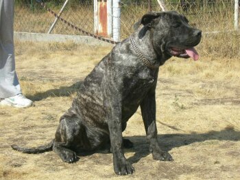 DEMON EL PANNON PERRO DE PRESA