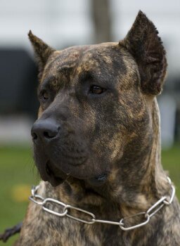 KIRA DE VILLA ALESIA