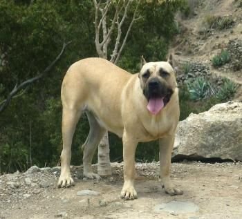 KHIARA DE LA ISLA DE LOS VOLCANES