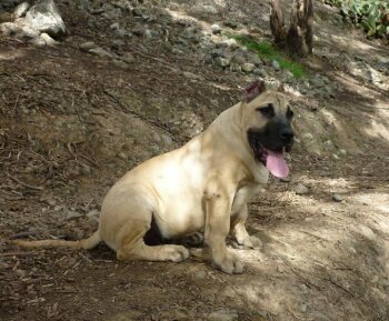 LOLO DE LA ISLA DE LOS VOLCANES