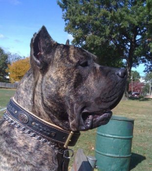 TRITON DE BARNACAN BULL