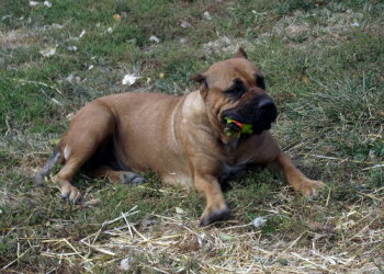 MID AMERICA K-9 MIA