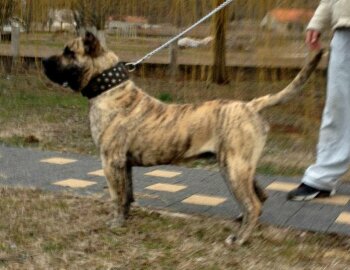 AROCO DE SPALATO BULL