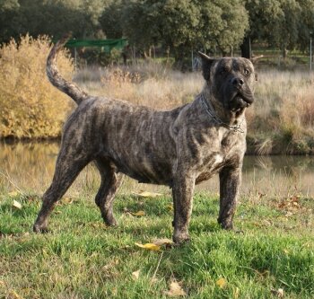 ARIKA DE BARNACAN BULL